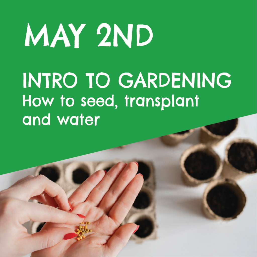 May 2nd intro to gardening how to seed, transplant and water