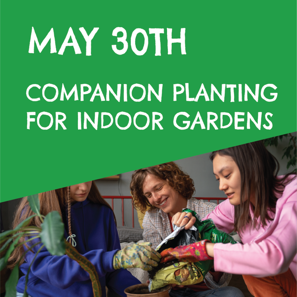Companion Planting for Indoor Gardens